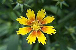 橙黄色的花朵绽放,花园,橙色