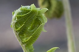 蕨类植物,蕨菜,植物