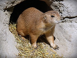 草原土拨鼠,动物,啮齿动物