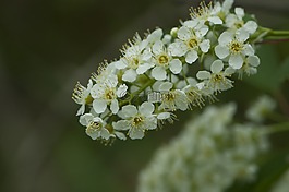 洁白的花朵,春天的花朵,布什