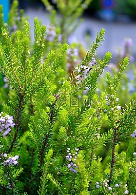 green,自然,natural