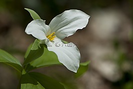 延,洁白的花朵,春天的花朵