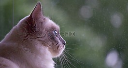 猫,布娃娃,小猫