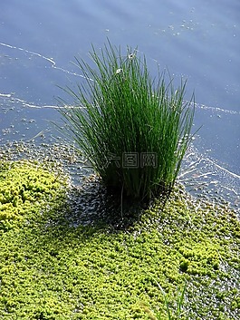 泥炭藓,复性,赶