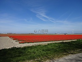 春天,给郁金香园地,蓝色的天空