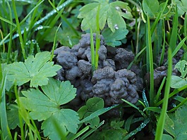 蚯蚓堆,erdhäufchen,草地
