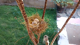 米纳斯,巢,鸡蛋