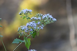 花,绿色,帧