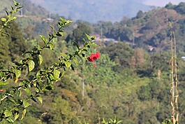 花,绿色,帧