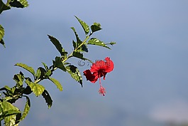 花,绿色,帧