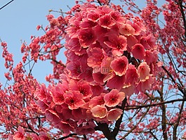 櫻花,吉野櫻,魚眼效果