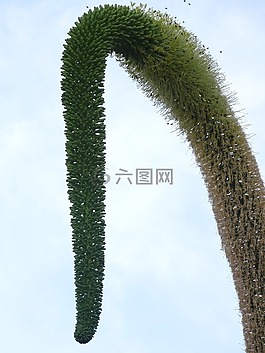 流苏,植物,性质