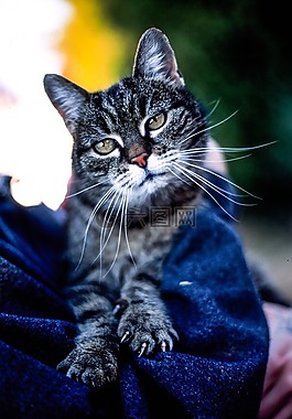 猫,懒,动物