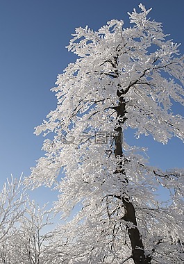 树,冬天,雪