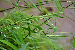 竹,小小的竹,草