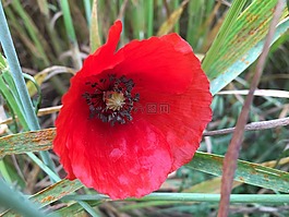 罂粟,弗洛尔,naturaleza