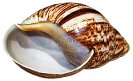 壳,蜗牛,褐富利卡