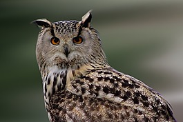 猫头鹰,鸟,鸷鸟