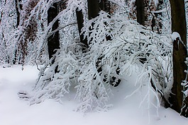 冬季,雪,雪域景观