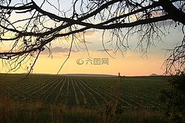 日落,横向的树枝,柔和的色彩