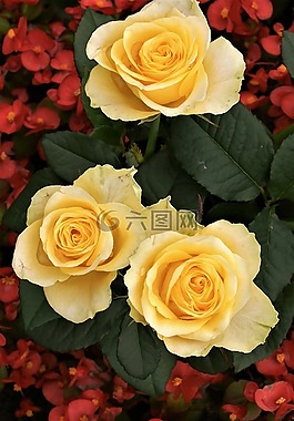 玫瑰,鲜花,斯特劳斯