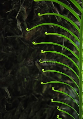 植物,花园,树叶