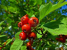 植物,莓果,山楂