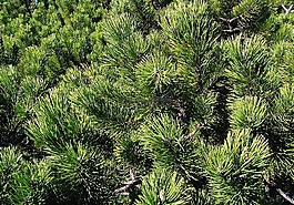 山松,巴比亚顶部,贝斯基德