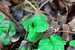 草莓,草莓叶子,草本植物