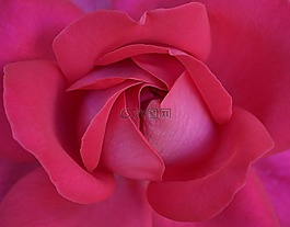 花卉,红色,绽放