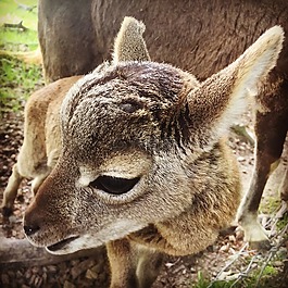动物,交战规则,可爱