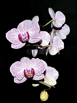 兰花,紫色白色,开花