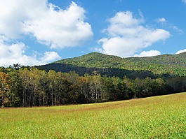 山景,树,景观
