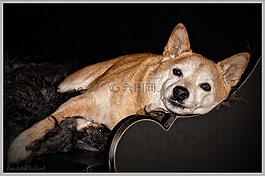 shiba inu,芝,狗