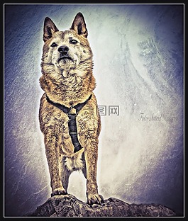 shiba inu,芝,狗
