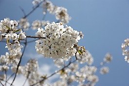 樱桃,盛开,开花