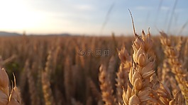 粮食,夏,粮食生产