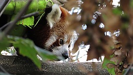 动物,红熊猫,熊猫