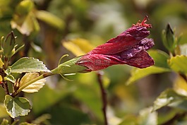 中国rose,花卉,鲜花