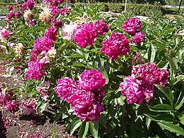 牡丹,红色,花床