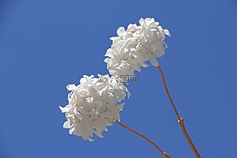 茉莉花,性质,鲜花
