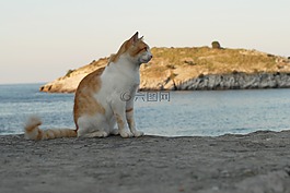 猫,动物,猫眼