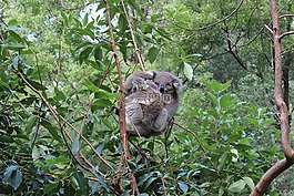 考拉,澳大利亚,动物
