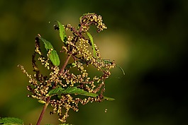 brennessel,野草,性质