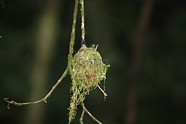 蜂鸟,燕窝,野生动物