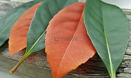 叶子,秋天,秋天的颜色