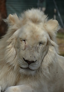 白,狮子,关闭了