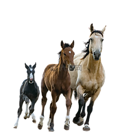 马匹,马雷,马驹