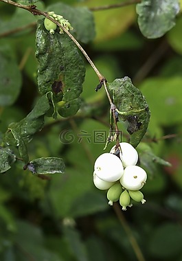 白,常见的 snowberry,symphoricarpas 黄鳝