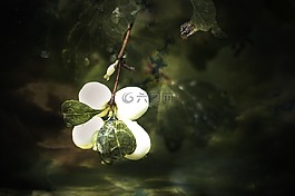 白,常见的 snowberry,symphoricarpas 黄鳝